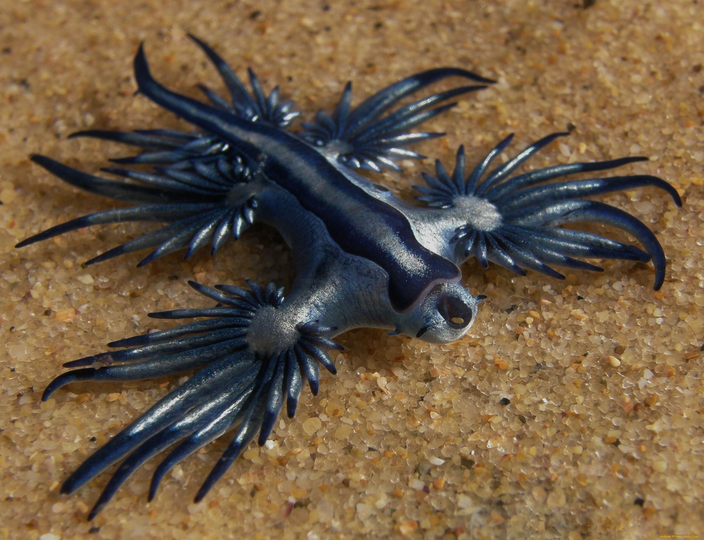 Редкое встречается в мире. Голожаберный моллюск голубой дракон. Морской Голожаберный моллюск главк. Голожаберные моллюски голубой ангел. Glaucus Atlanticus синий дракон.